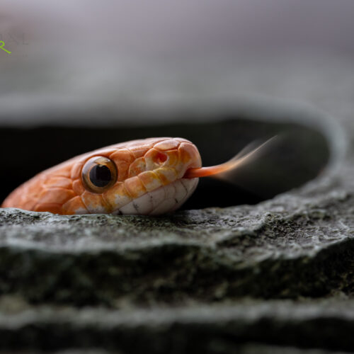 Micro/Macro